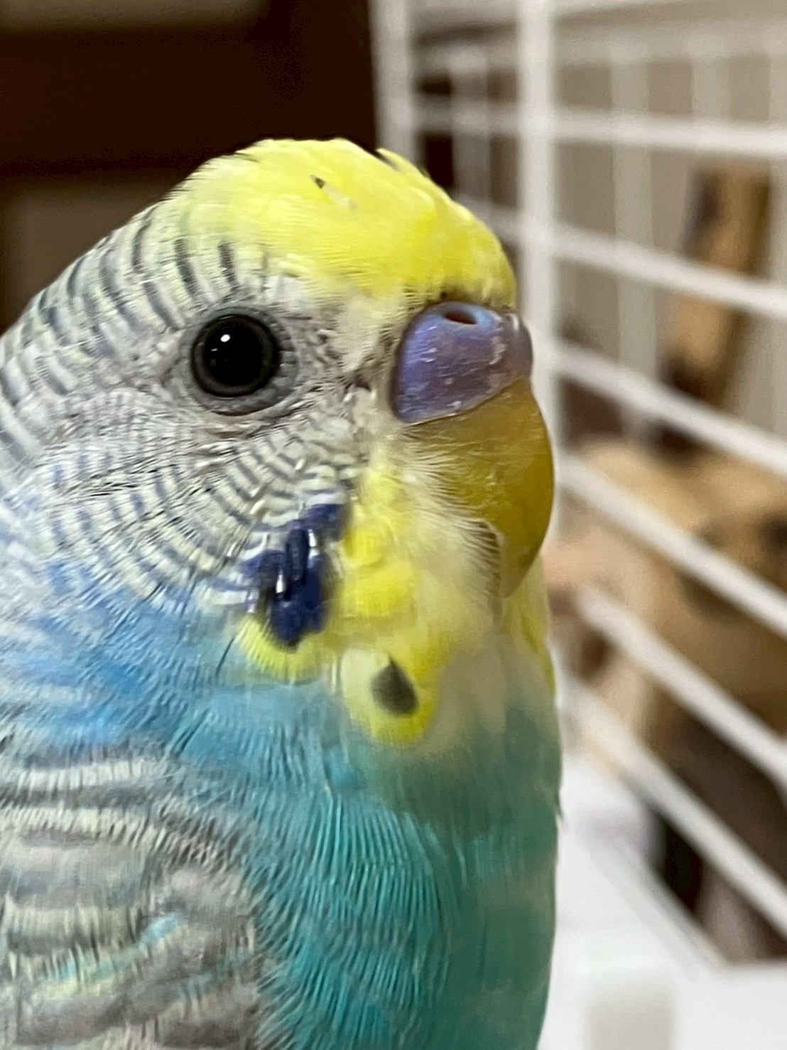 そらまめ