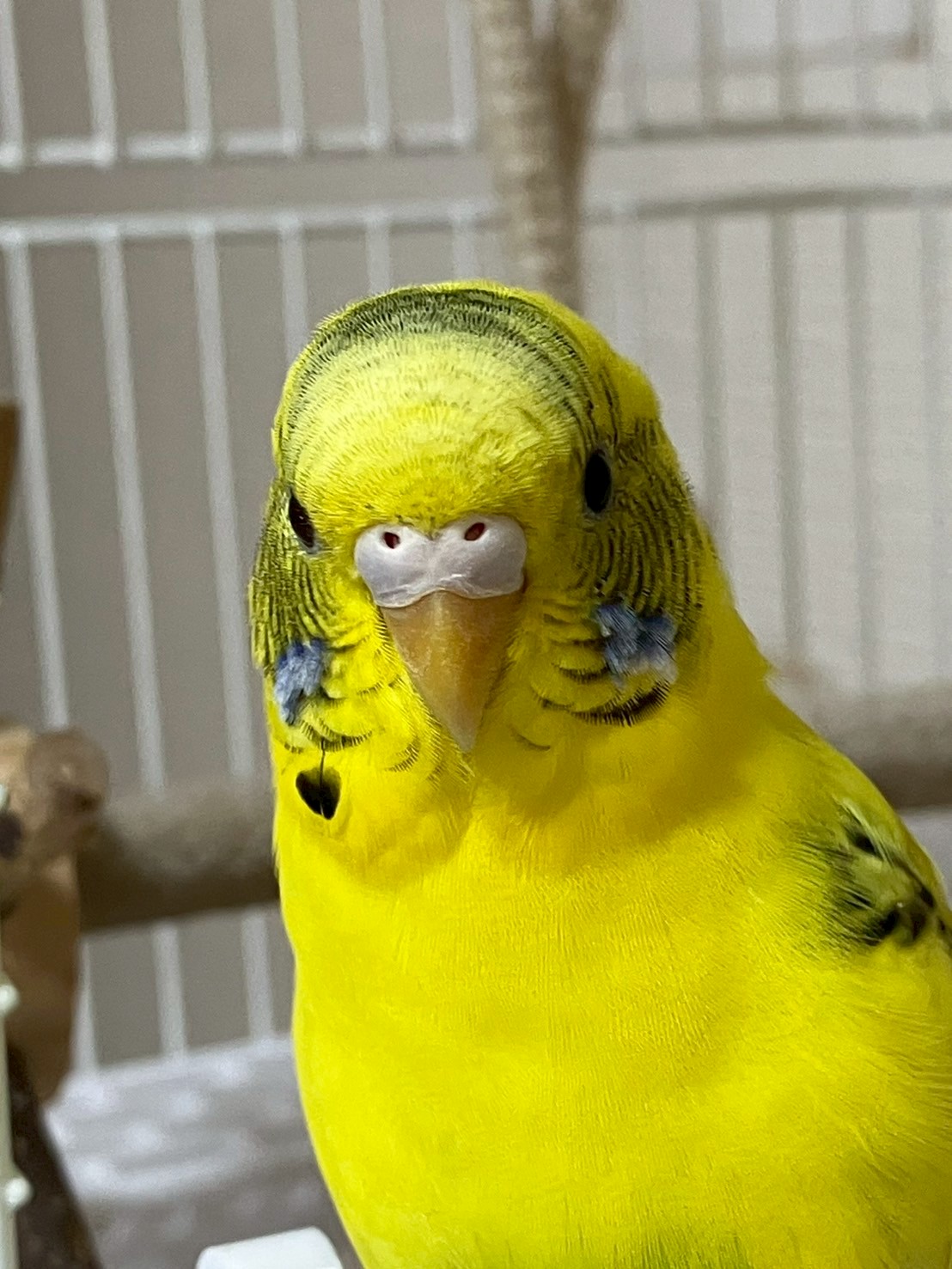 しょうが