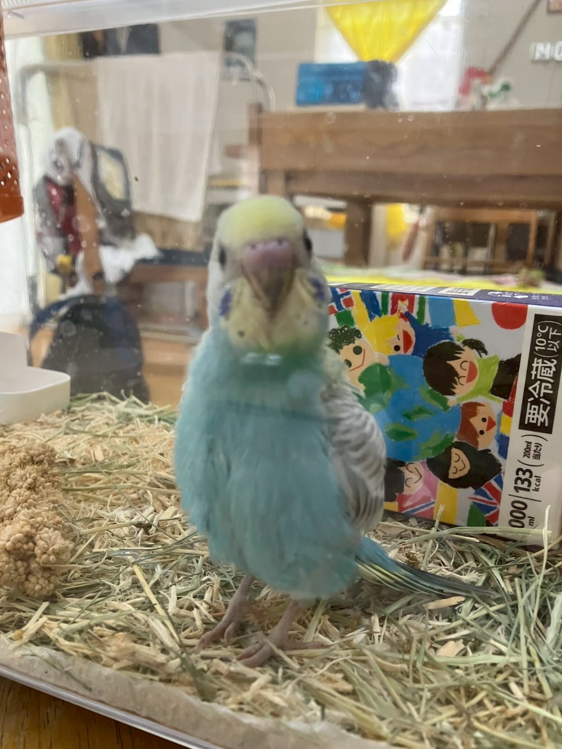 そらまめ