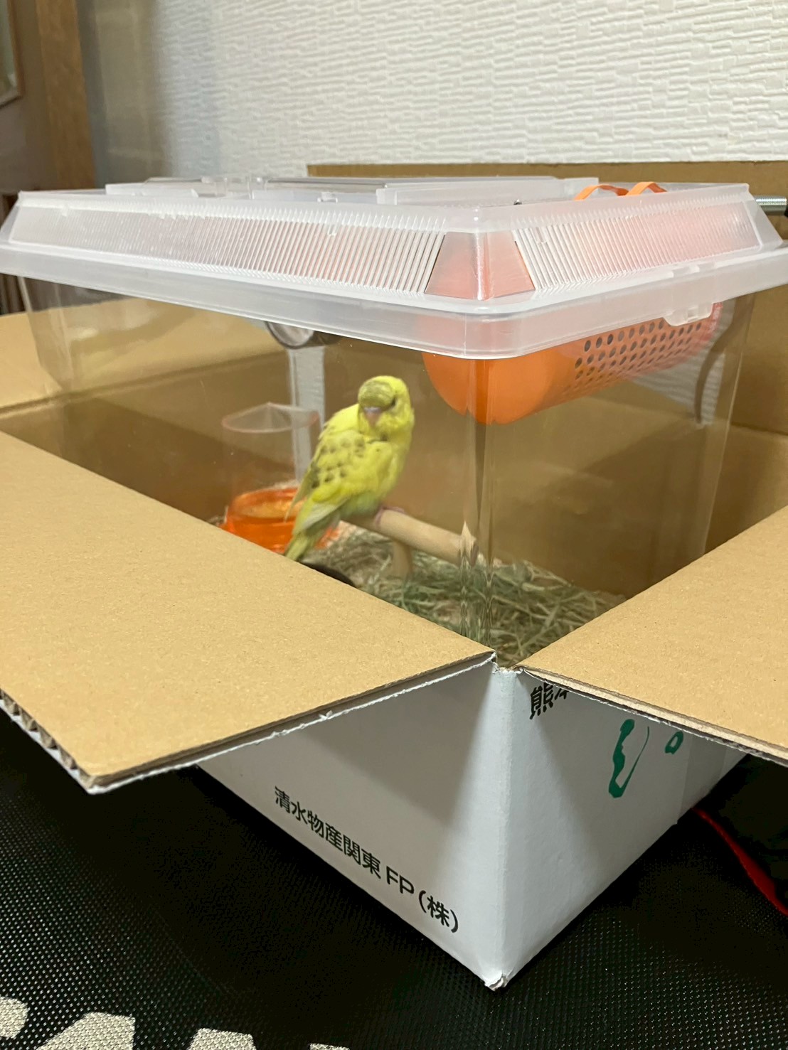 しょうが